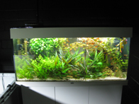 &copy; Zierfischfreunde Immenhausen-Holzhausen